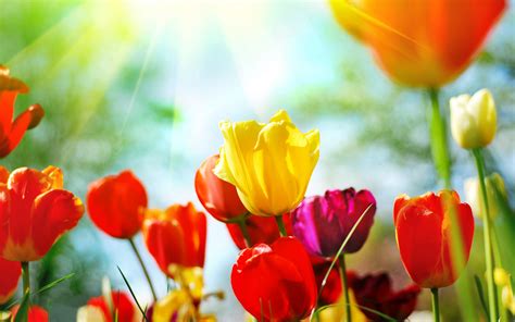 Spring Flowers Background Desktop (66+ pictures)