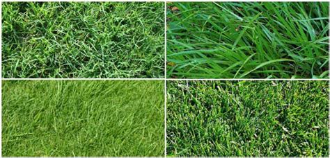 The Top 6 Types of Grass For Your Lawn | Homes.com