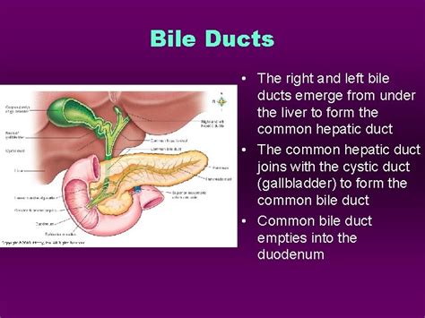 The Digestive System alimentary canal Overall Function Digestion