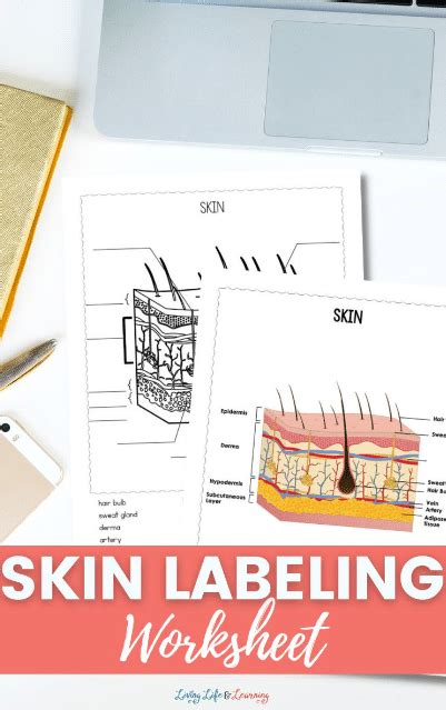 Skin Labeling Worksheet | Free Homeschool Deals