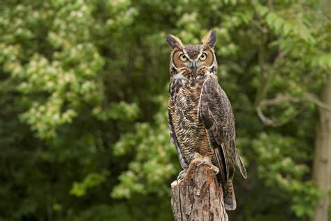 Owls of Alabama | The Bibb Voice