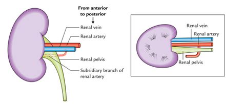 Kidneys – Earth's Lab