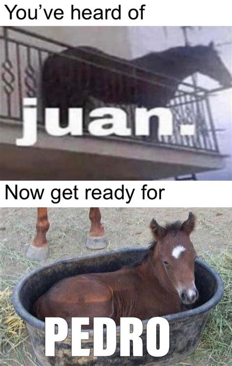 Juan Meme - Juan Ridiculously Photogenic Horse Make A Meme - Lewis ...