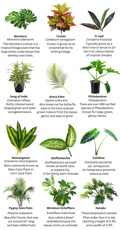 Foliage Guide