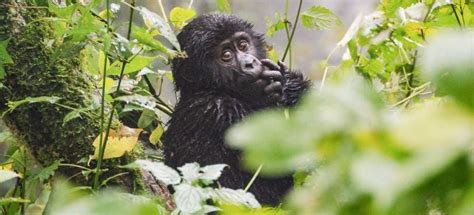 10 Gorilla Trekking Rules You Need to Know