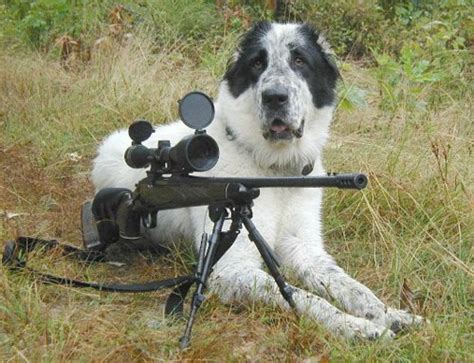 Funny Animals With Guns New Pictures 2013 - Pets Cute and Docile