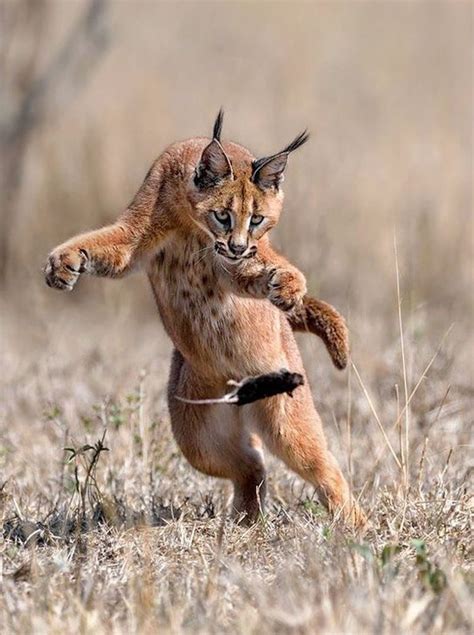 Caracal Cat Playing With Prey | Animals wild, Wild animals photos ...