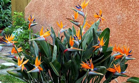 Plants d'oiseaux de paradis Strelitzia Reginae 25-38 cm | Groupon