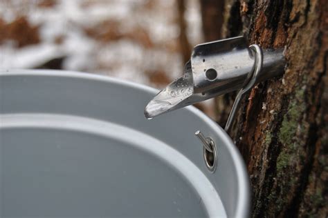 Maple Syrup Production Process