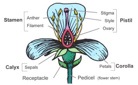 Flower Structure and Function | World of Flowering Plants