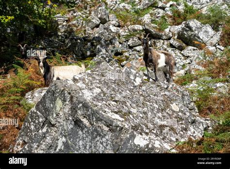 Billy and Nanny Wild Goats (Capra hircus) in typical habitat Stock ...