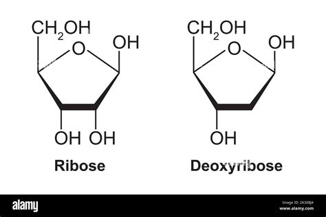 Chemical Structure of Ribose And Deoxyribose. Ribose vs Deoxyribose. Vector Illustration Stock ...