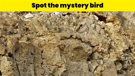 Optical Illusion Challenge: Can you spot the mystery bird hidden on the mountain in 9 seconds?