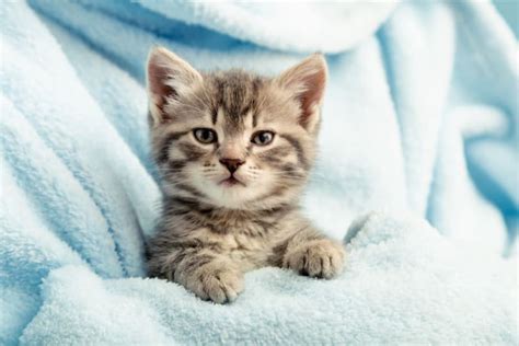 Newborn Kittens: When Do Kittens Open Their Eyes? | La Mesa Vets