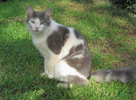 Ragdoll Cross Cat Free Stock Photo - Public Domain Pictures