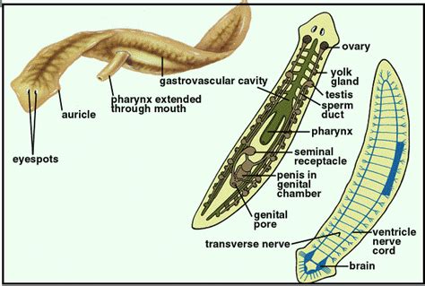 Labelled Diagram Of A Planaria