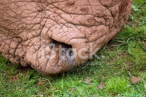 White Rhino's Mouth Stock Photo | Royalty-Free | FreeImages