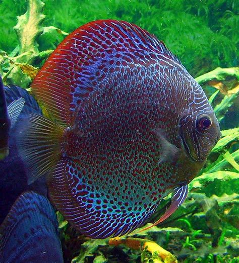 Rare Exotic Freshwater Fish | ... Fish | Exotic Tropical Ornamental ...