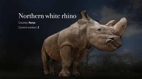 Northern White Rhino, the loneliest animals on earth - CGTN