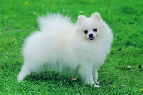 Pomeranian - My Doggy Rocks