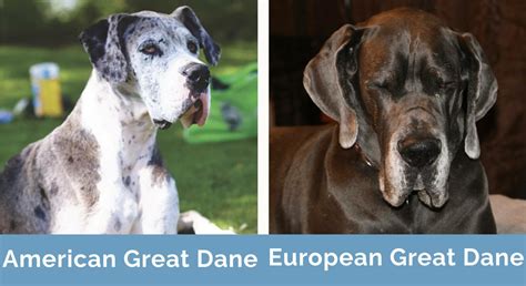 German Great Dane Vs American Great Dane