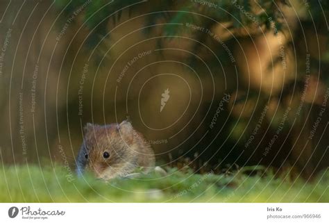 Pontiki Nature Animal - a Royalty Free Stock Photo from Photocase