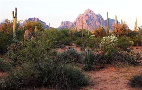 Get to know Ironwood Forest National Monument at a Saturday event ...