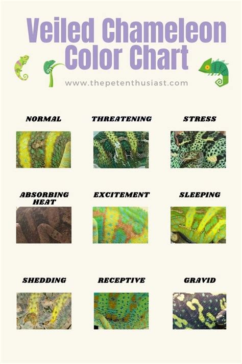 Veiled Chameleon Colors: Mood Color Chart And Meanings