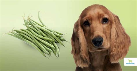 Are Green Beans Really Good For Dogs? - Dogs Naturally