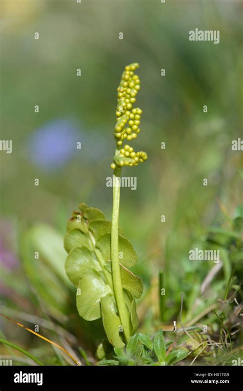 Moonwort grape fern hi-res stock photography and images - Alamy