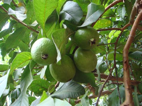 Tips on Growing Guava Tree Indoors | Guava fruit, Guava tree, Guava leaves