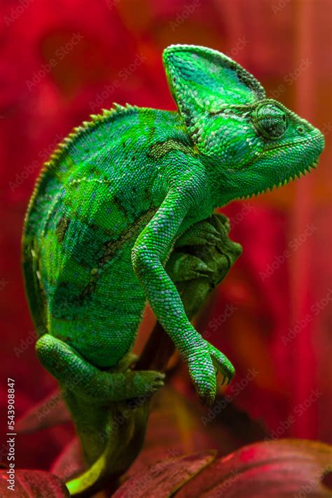 The green chameleon Chamaeleonidae is a family of lizards that can ...