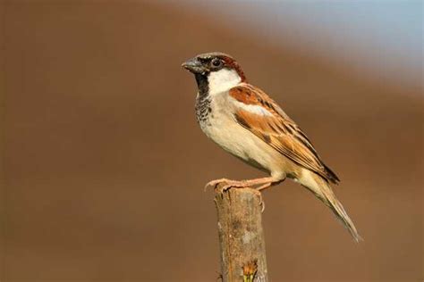 Sparrows in our backyard - The Tribune