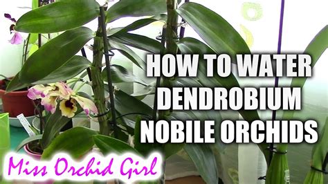 How to water Dendrobium Nobile orchids - Tips for healthy orchids - YouTube