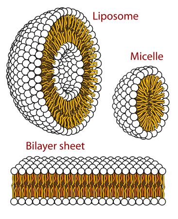 Polymer of Lipids | Definition & Examples | Study.com