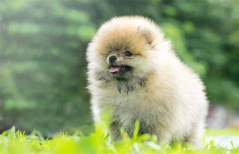 Teacup Pomeranian: Info, Pictures, Temperament & Traits | Hepper