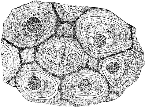 Hyaline Cartilage Cells | ClipArt ETC