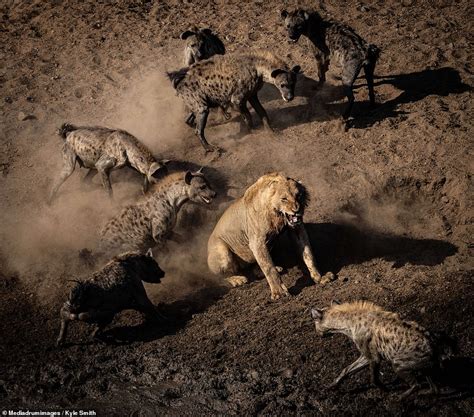 Male Lions Fighting Hyenas