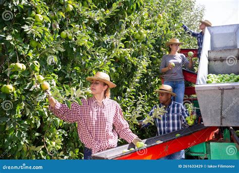 Workers Harvesting Ripe Apples Using Sorting Machine Stock Image - Image of mechanization ...