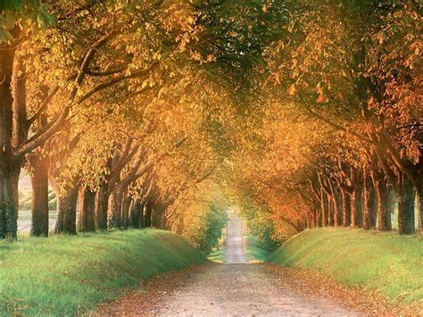 Avenue In Autumn Wallpapers - Wallpaper Cave