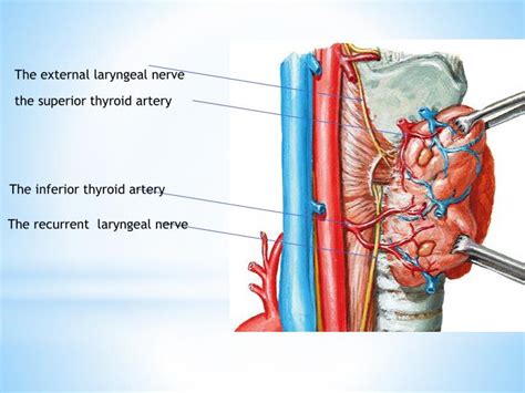 PPT - The larynx PowerPoint Presentation - ID:5515541