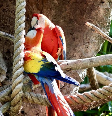 Parrot feeding stock image. Image of feeding, interacting - 116623947