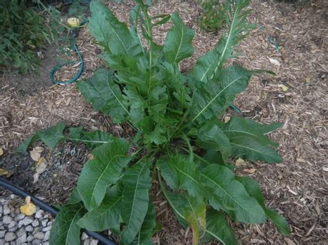 Horseradish Harvest | Horseradish plant, Plants, Horseradish