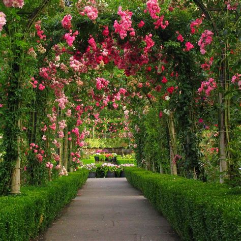 8tracks radio | Into the Rose Garden (26 songs) | free and music playlist