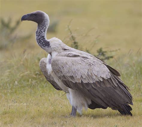 White-backed vulture - Wikipedia