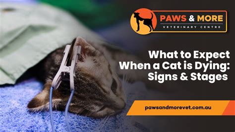 What to Expect When a Cat is Dying: Signs & Stages - Paws and More Vet