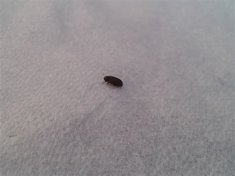 NaturePlus: Tiny black bugs around the house