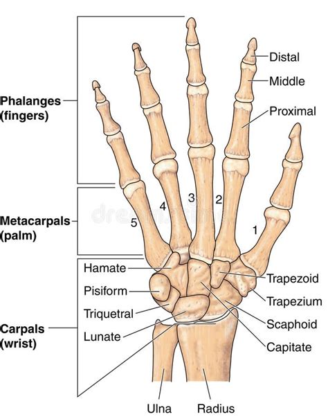 Hand bones. Drawing of the bones of the hand, with labels , #Ad, #bones ...