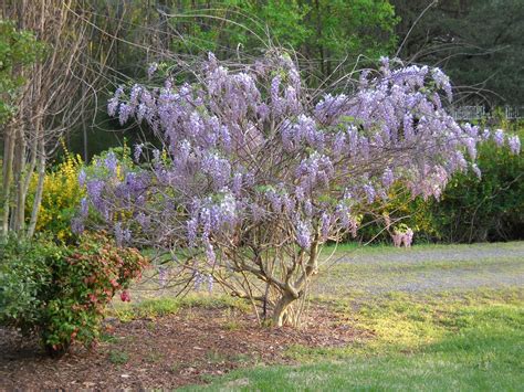 Painter's Place: Wisteria Tree