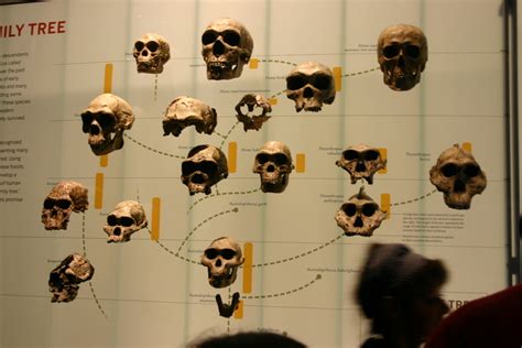 23: Hominid Family Tree 2 - JMSAZ